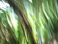 Garden Extasen